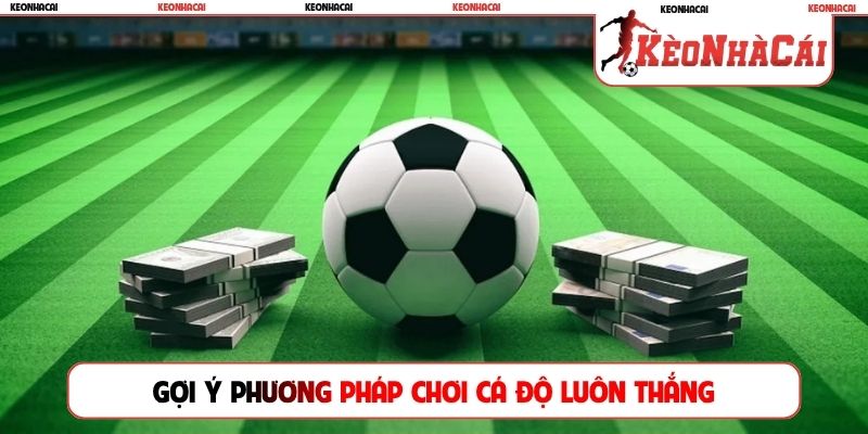 Gợi ý phương pháp chơi cá độ luôn thắng